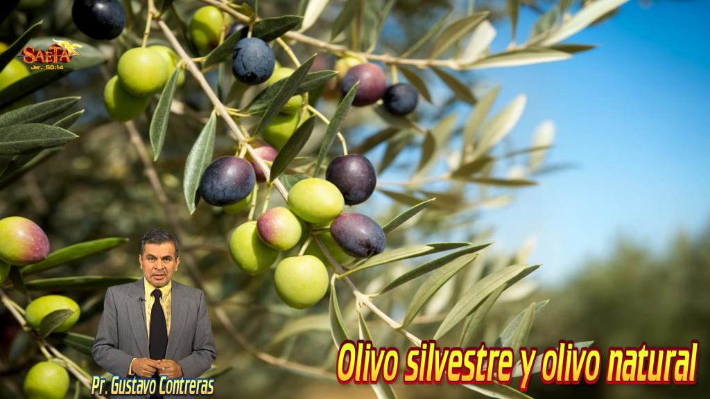 Olivo silvestre y olivo natural / Vlog Saetero&nbsp;contesta